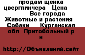 продам щенка цвергпинчера › Цена ­ 15 000 - Все города Животные и растения » Собаки   . Курганская обл.,Притобольный р-н